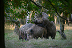 standing Wild Boars