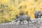walking Wild Boars