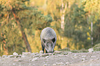 standing Wild Boar