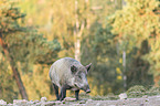 walking Wild Boar