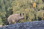 standing Wild Boar