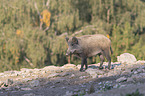 walking Wild Boar