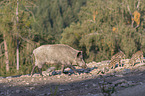 walking Wild Boars