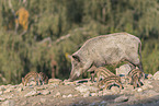 walking Wild Boars