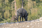 walking Wild Boars