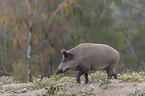 walking Wild Boar