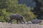 walking Wild Boar