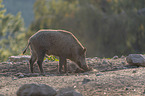 standing Wild Boar