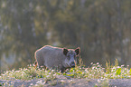 standing Wild Boar