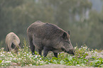 walking  Wild Boars