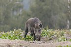 walking Wild Boar