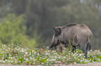standing Wild Boar