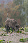 standing Wild Boar