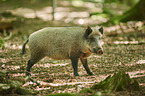 standing Wild Boar