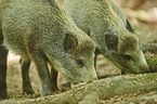 standing Wild Boars