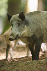 standing Wild Boars