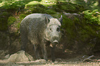 standing Wild Boar