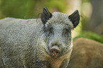 Wild Boar