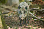 standing Wild Boar