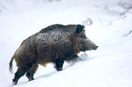 running Wild Boar