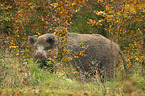 standing Wild Boar