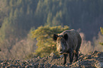 standing Wild Boar