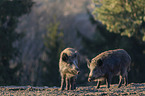 standing Wild Boars