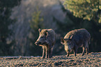 standing Wild Boars