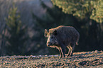 standing Wild Boar