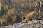standing Wild Boar