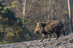 walking Wild Boar