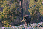 standing Wild Boar