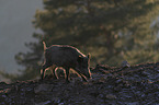 running Wild Boar