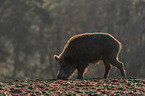 walking Wild Boar