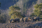 standing Wild Boars