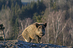 walking Wild Boar