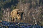 walking Wild Boar