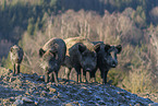 standing Wild Boars