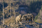 standing Wild Boars