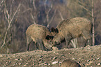 standing Wild Boars
