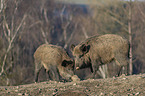 standing Wild Boars