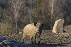 walking Wild Boar