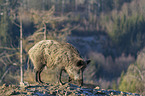 standing Wild Boar