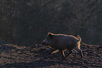 running Wild Boar