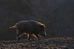 running Wild Boar