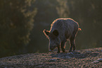 walking Wild Boar