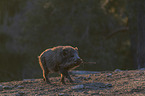 walking Wild Boar