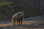 walking Wild Boar