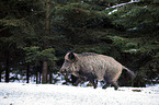 running Wild Boar
