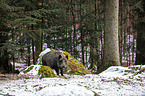 standing Wild Boar